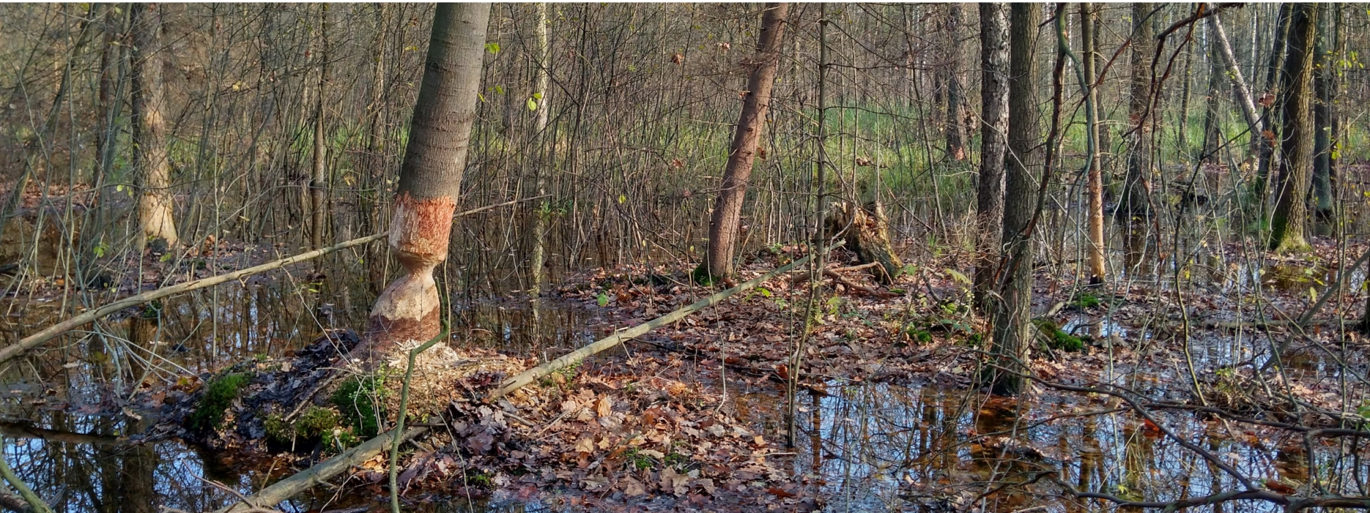 Park Krajobrazowy Stawki